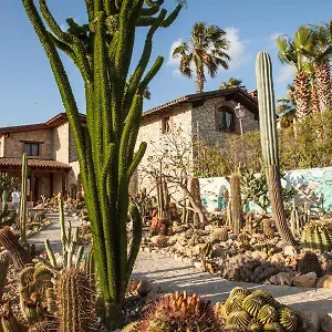 Garden Cactus Country house